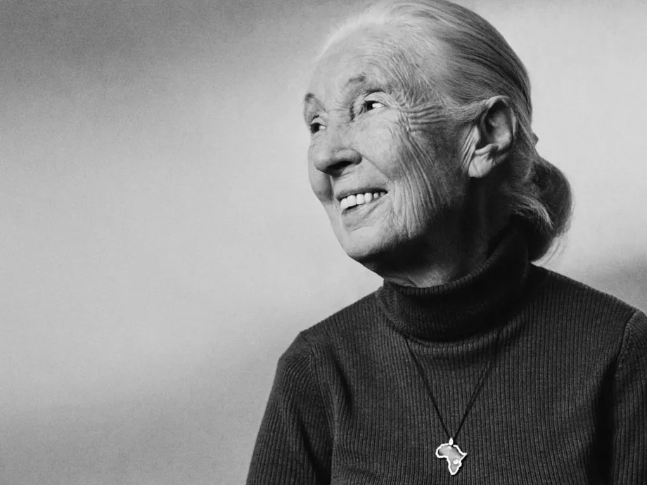 Jane Goodall öröksége: a természetvédelem és a fenntarthatóság új iránytűje