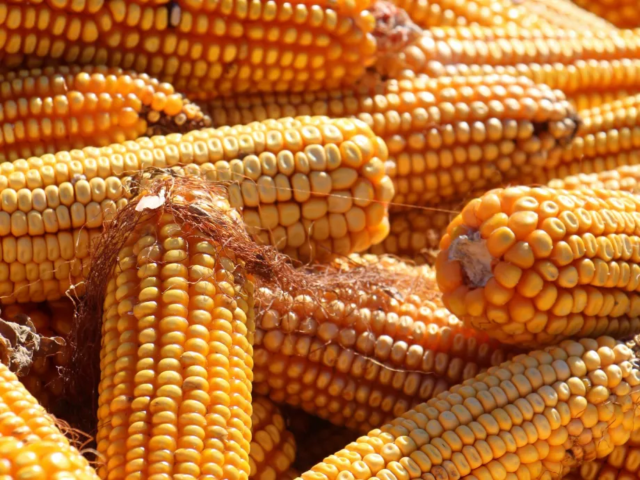 A mezőgazdaságban is komolyan kell vennie a szélsőséges időjárási viszonyokat