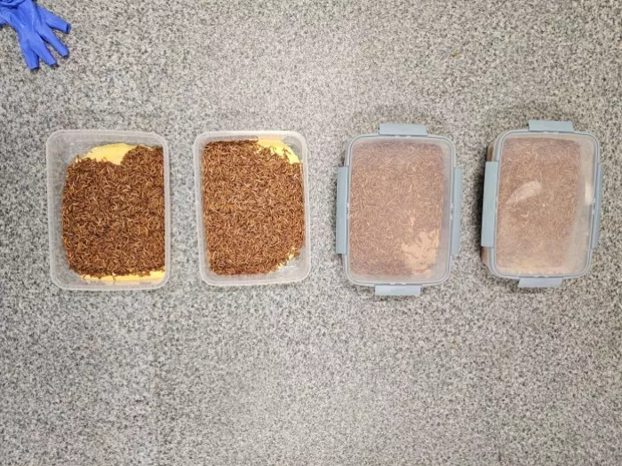 Megoldást találtak a gombatoxin problémájára a MATE kutatói
