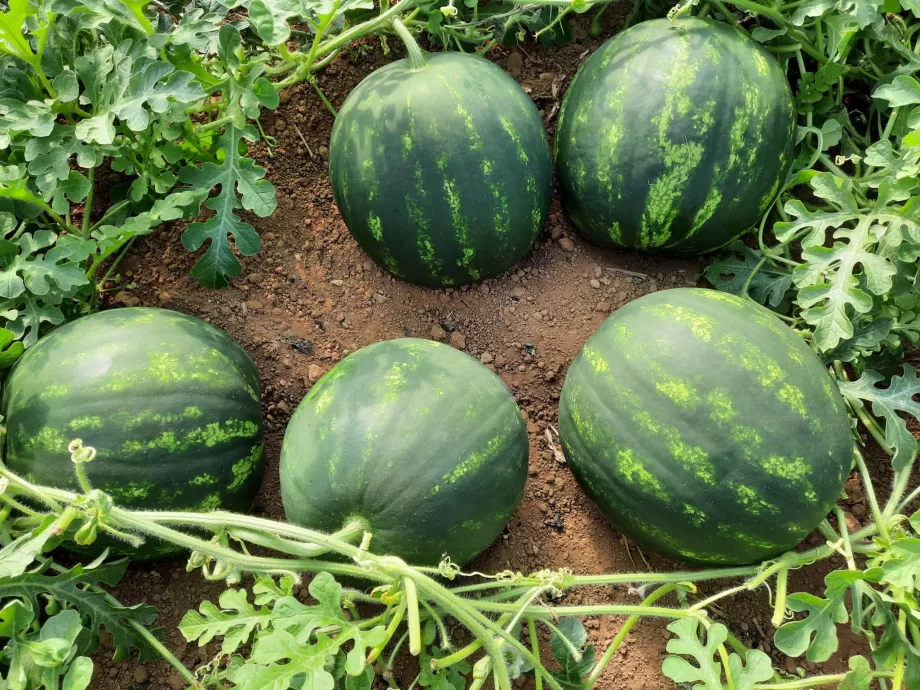 Megérkezett a magyar görögdinnye