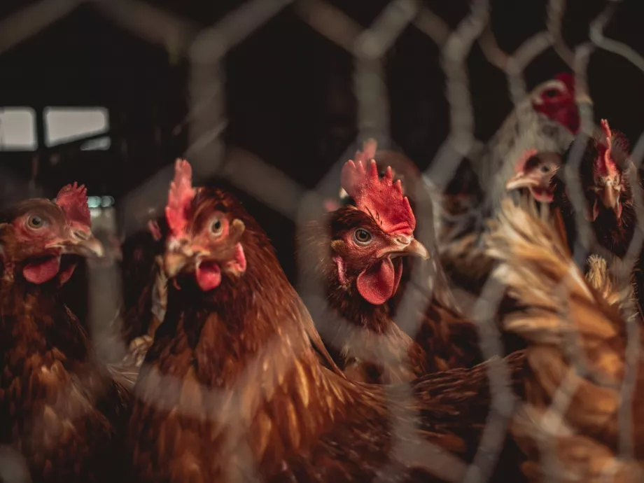 Az élelmiszertermelő állatok antibiotikumos kezelése változatlan a Nébih szerint
