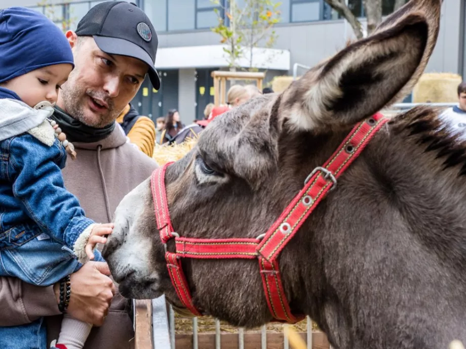 Egzotikus ízek, rekord hosszú kürtőskalács és őshonos állatok a 82. OMÉK kínálatában