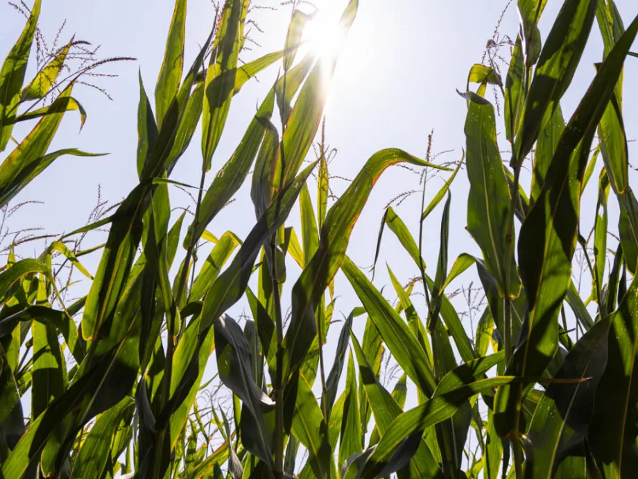 Innovációval segíti a termelőket a Syngenta csapata
