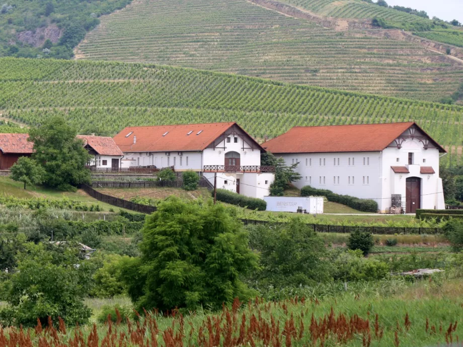 Tokaj a magyarok kedvenc borvidéke