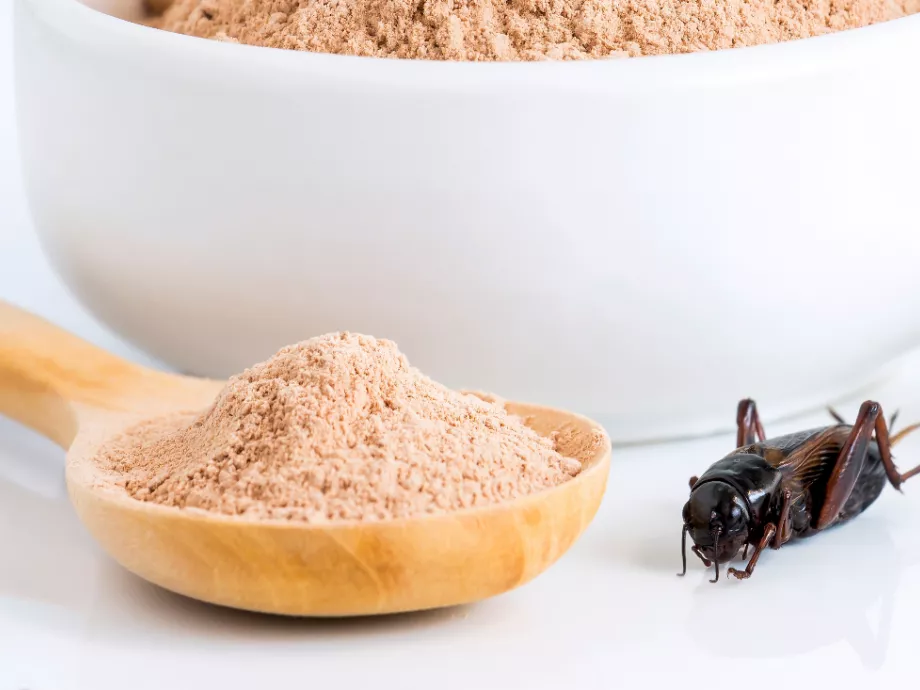 Tücsökfehérje - innovatív superfood, ám sokan idegenkednek
tőle