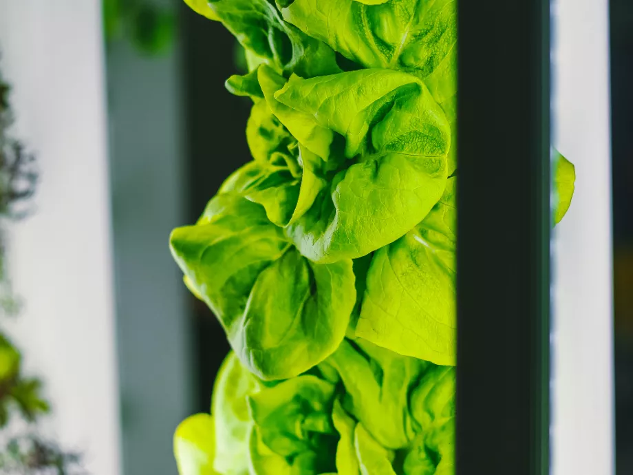 Vertikális farmokkal erősít India az élelmiszertermelésben