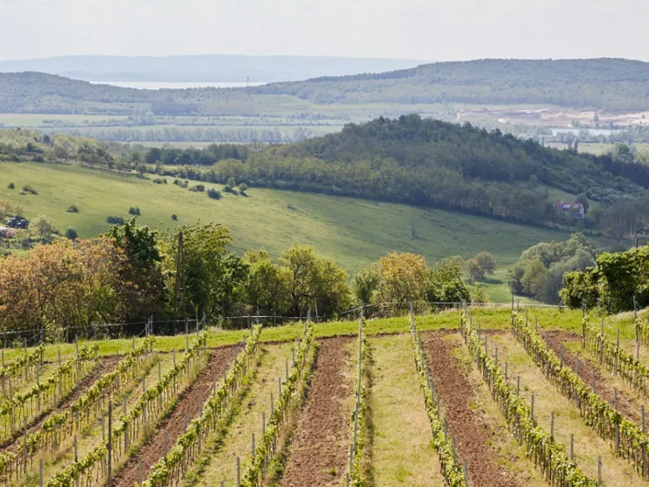 Hogyan vált világsztárrá a sauvignon blanc?